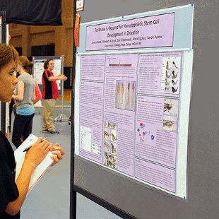 A student looks at a research poster during Celebration